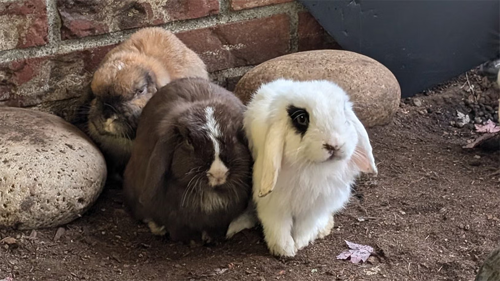 Bitcoin Sushi Bunnies